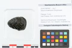 Foto (Objekt + Etikett) von Sequoia bowerbankii Ettingshausen (NHMW-GEO-2024-0188-8947)